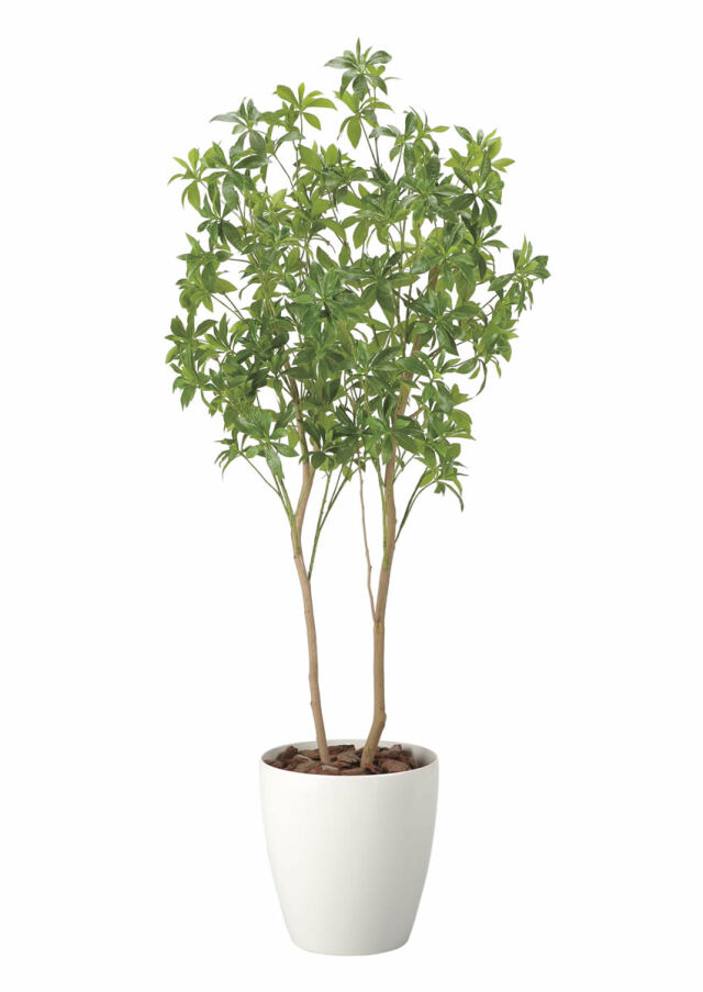 光触媒　人工観葉植物　フェイクグリーン　インテリアフレッシュアセビ 楽天市場】光触媒 光の楽園 インテリアフレッシュアセビ1.7m