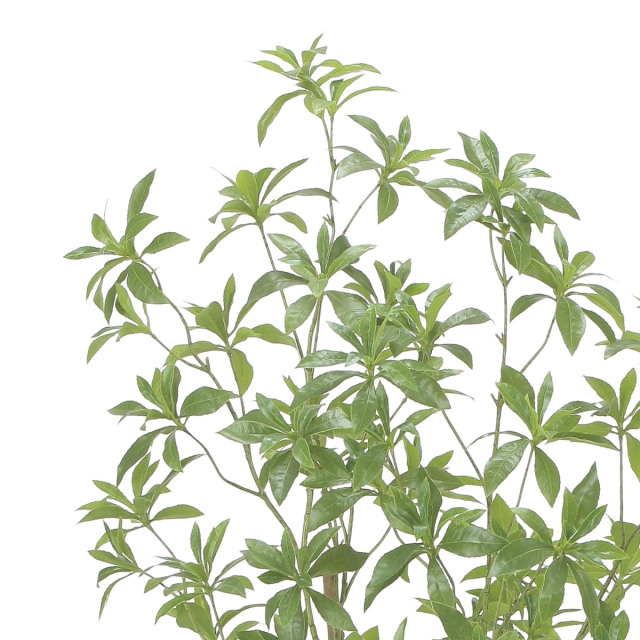 光触媒　人工観葉植物　フェイクグリーン　ミックスフレッシュアセビ Amazon｜フェイクグリーン 人工観葉植物 【アセビ 馬酔木】高さ