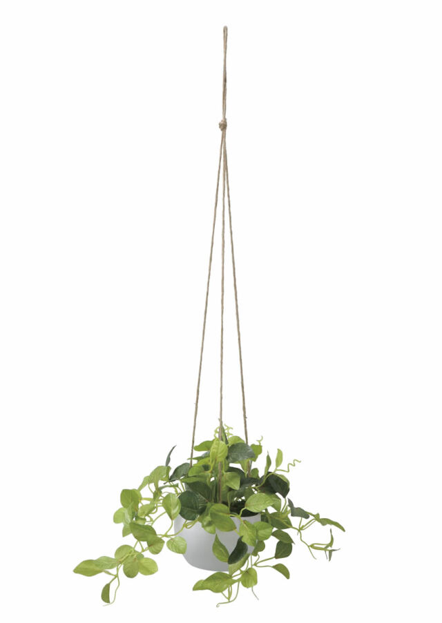 光触媒 光の楽園 壁掛けトラディスカンティア【インテリアグリーン