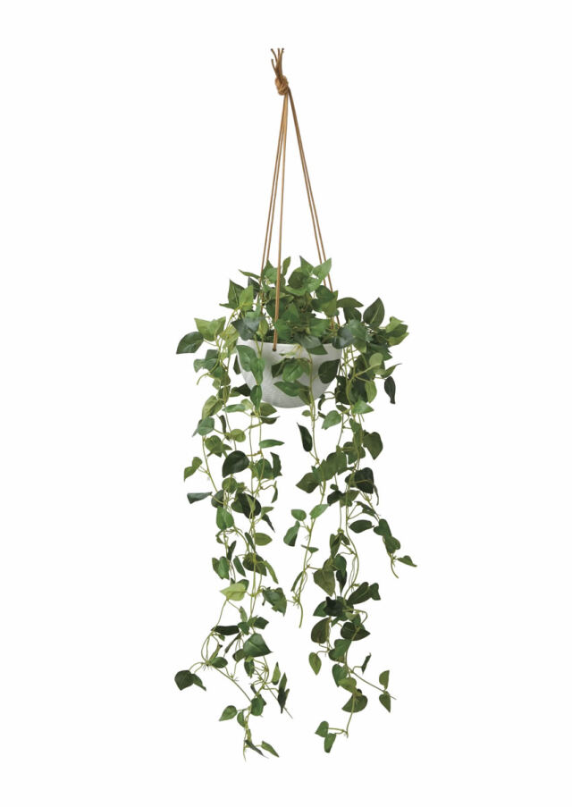 光触媒 光の楽園 壁掛けウッドボックス【インテリアグリーン