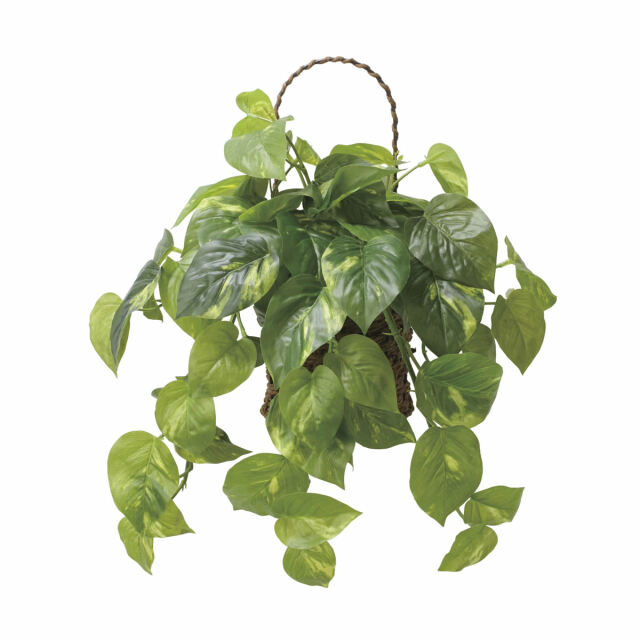 光触媒 光の楽園 壁掛けフレッシュポトス【アートフラワー 造花】(2599A65)（※ラッピング不可）