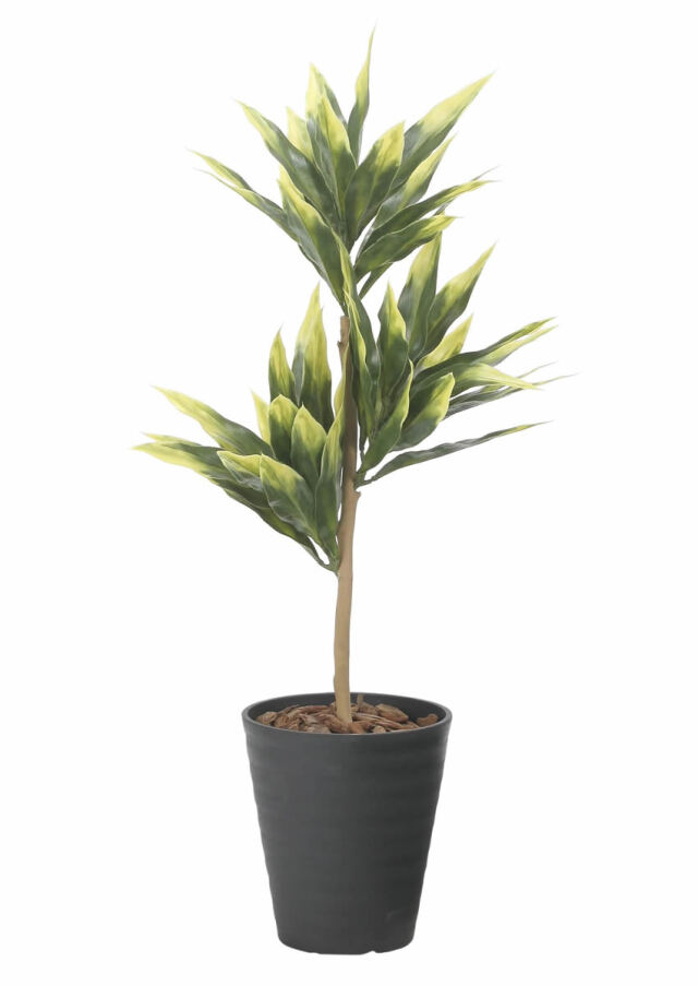 光触媒 光の楽園 ドラセナツリー90（ポリ製）【インテリア フェイクグリーン 人工観葉植物】(2600A150)（※ラッピング不可）
