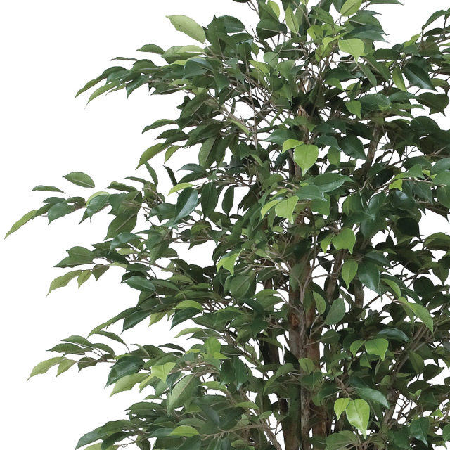 光触媒　人工観葉植物　フェイクグリーン　ロイヤルベンジャミン1.8 光触媒 光の楽園 ナチュラルロイヤルベンジャミン1.8m【インテリア