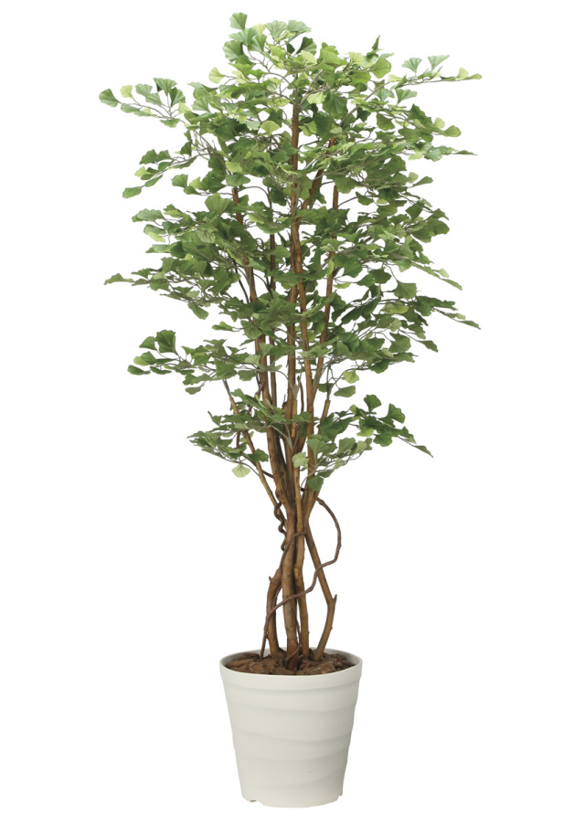 光触媒 光の楽園 イチョウの木1.8m【インテリア フェイクグリーン 人工観葉植物】(2711A350)（※ラッピング不可）