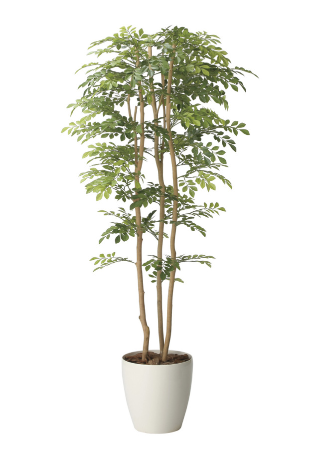 光触媒 光の楽園 ポリシャス 高さ1.3m（タイワン モミジ