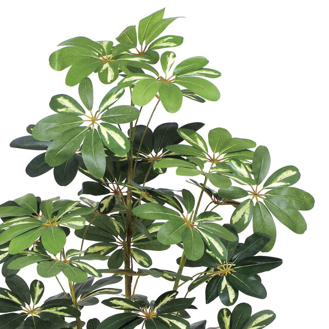 光触媒　人工観葉植物　ウォールグリーン　フェイクグリーン　カポック斑入リ1.2m 光触媒 光の楽園 カポック斑入リ1.2m【インテリア フェイク