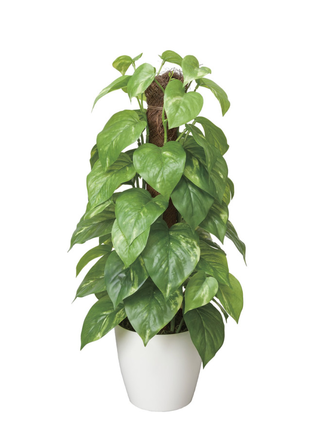 光触媒 光の楽園 フレッシュポールポトス【インテリア 人工観葉植物】(382K60)