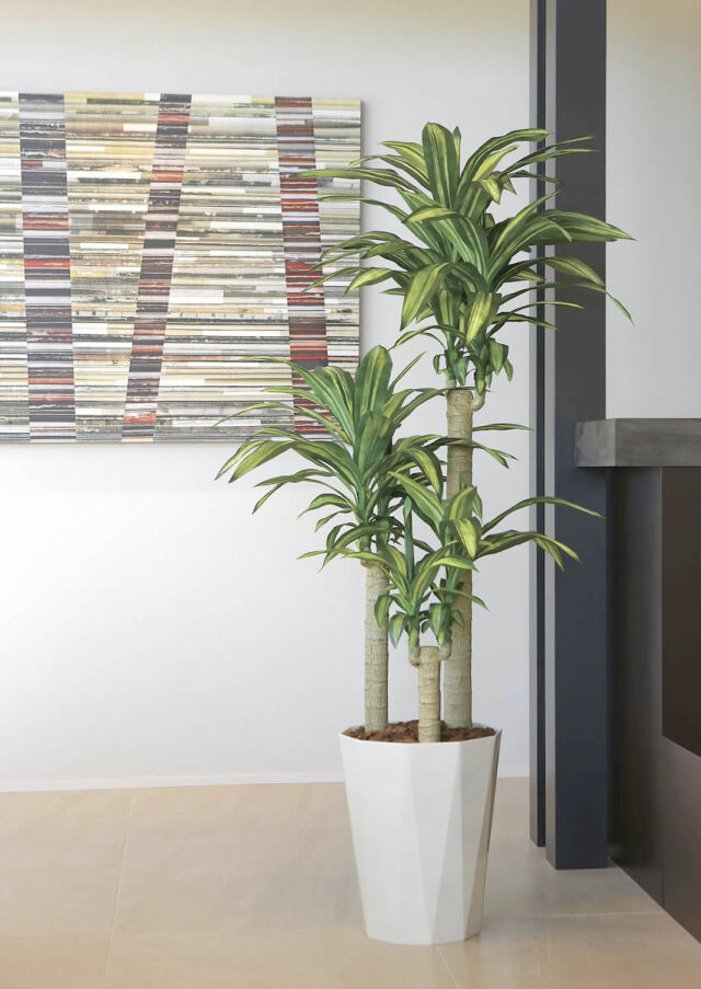 光触媒　人工観葉植物　ウォールグリーン　フェイク　フラワー　マッサンＭ　幸福の木 フェイクグリーン マッサン(幸福の木) H約150cm 鉢付き / 観葉