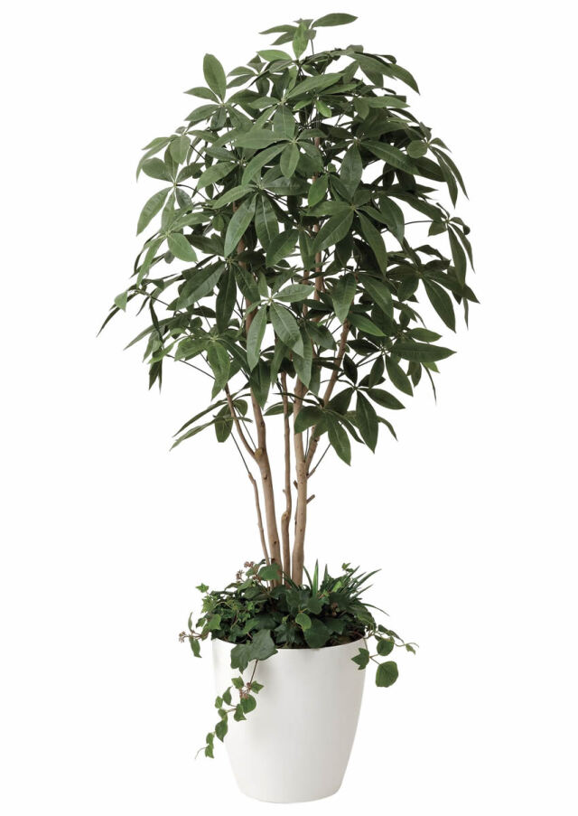 パキラ 1.8植栽付