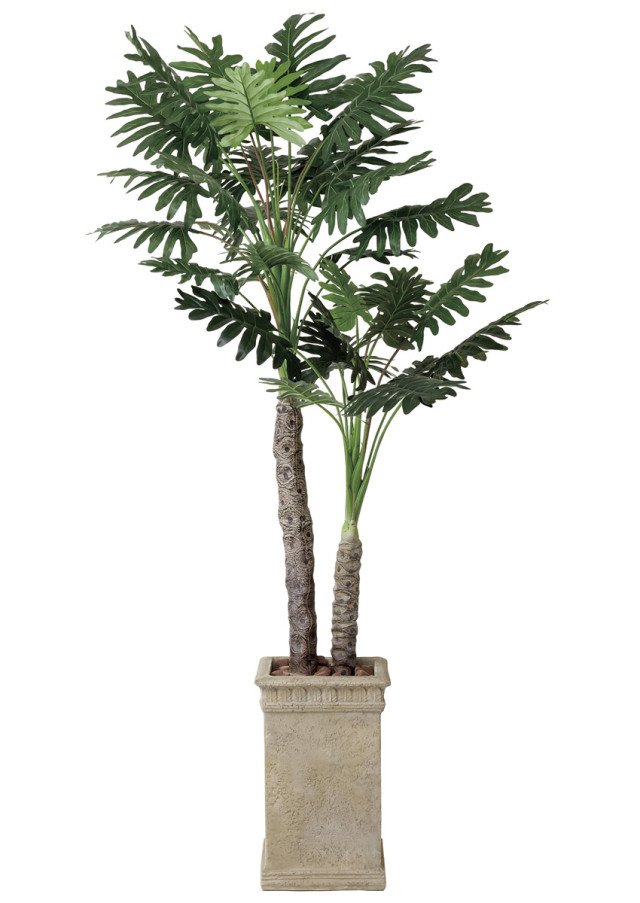 大型観葉セローム フィロデンドロン・セロームの育て方｜創業100年で