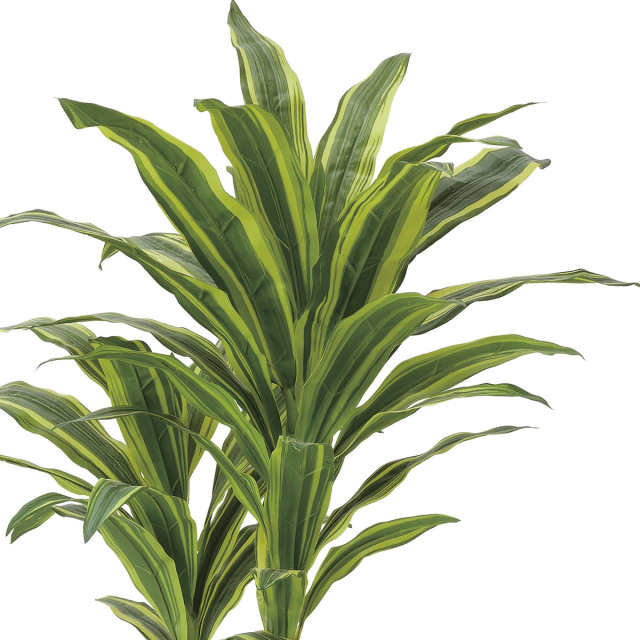 光触媒　人工観葉植物　ウォールグリーン　フレッシュドラセナ1.8 fit=scale-down,w=1200