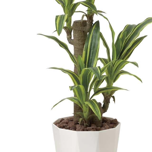 光触媒 光の楽園 フレッシュドラセナ1.25m【インテリア フェイク