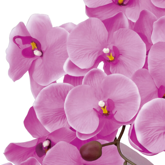 コチョウラン 胡蝶蘭 5本立 ｟10寸 50輪～60輪｠ | BanBanプラザショップ