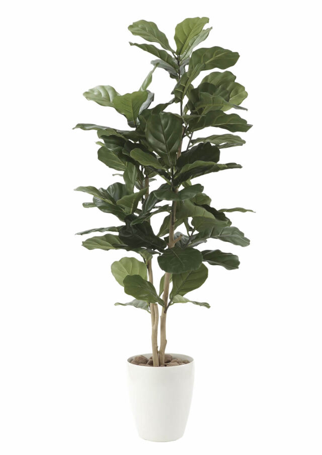 光触媒 光の楽園 カシワバゴム1.35m【インテリア フェイクグリーン 人工観葉植物】(609R280)（※ラッピング不可）