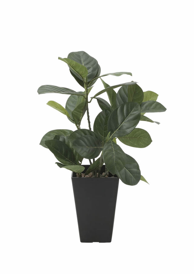 光触媒 光の楽園 パンの木【インテリア フェイクグリーン 人工観葉植物】(636P55)