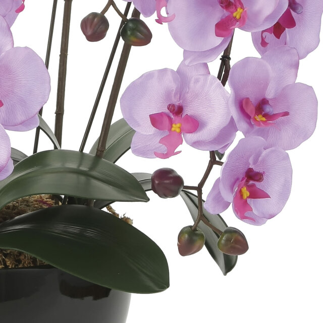 光触媒 光の楽園クイーン胡蝶蘭5本立L【アートフラワー 造花