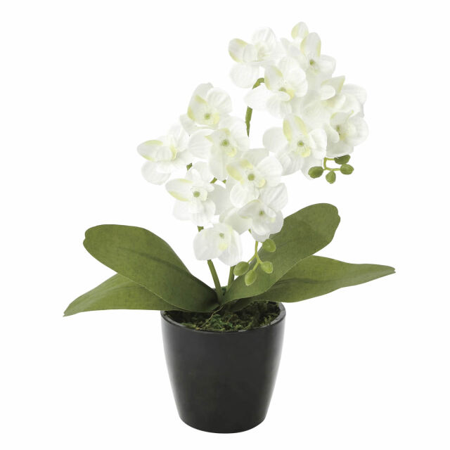 光触媒 光の楽園 ミニオーキットW【アートフラワー 造花 】(706SH10)