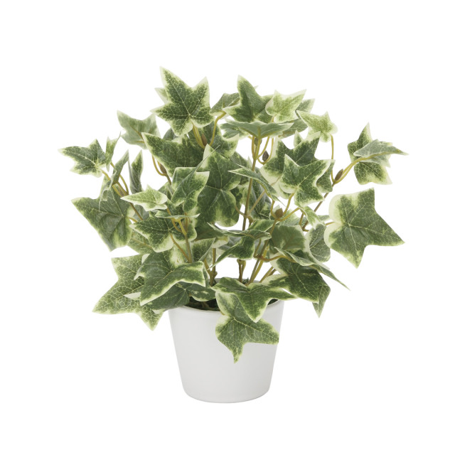 光触媒 光の楽園 斑入リアイビー【インテリア 人工観葉植物】(834K30)