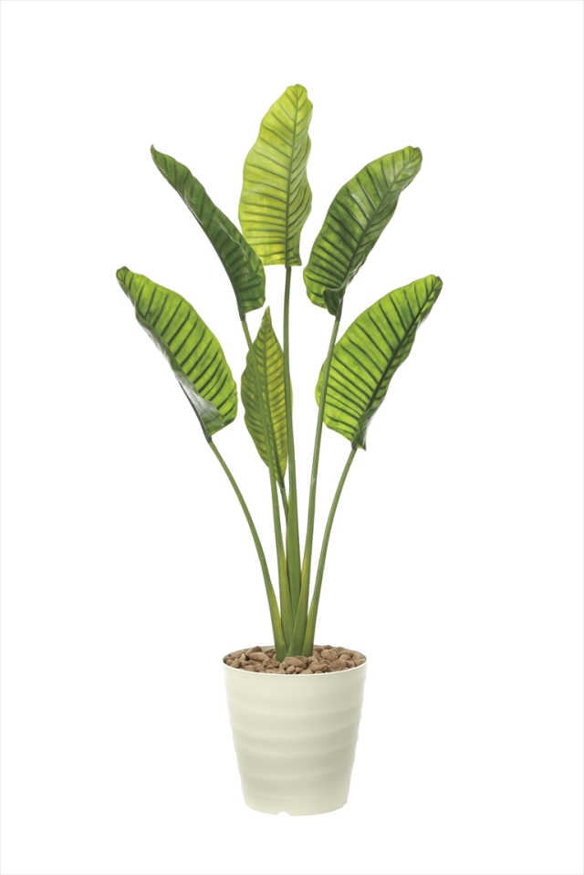 光触媒加工なし 光の楽園オーガスタl 高さ 1 8ｍ インテリアグリーン 大型 人工観葉植物 902a360 造花と観葉植物の専門店 光の楽園