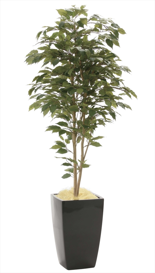 特集 造花と観葉植物の専門店 光の楽園