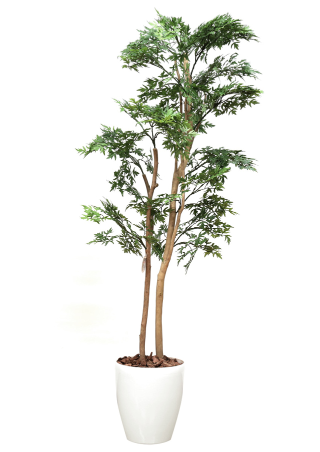 光触媒 光の楽園 ポリシャス 高さ1.3m（タイワン モミジ