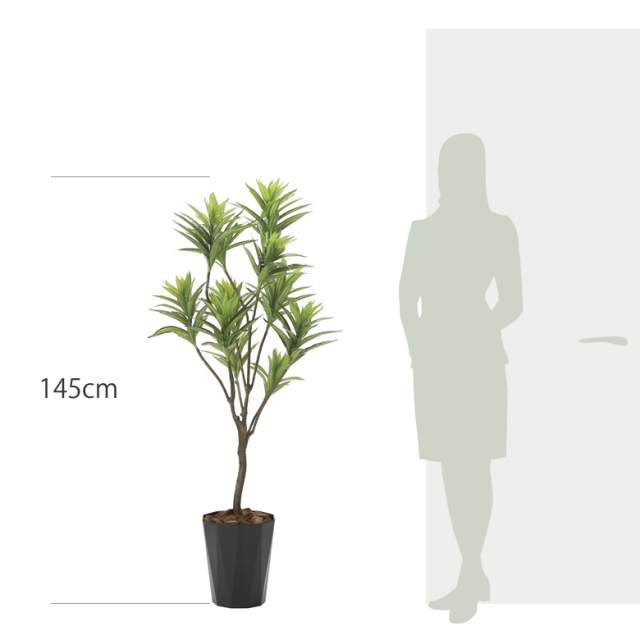 光触媒 光の楽園 フレッシュドラセナ 高さ 1.45m 【インテリア