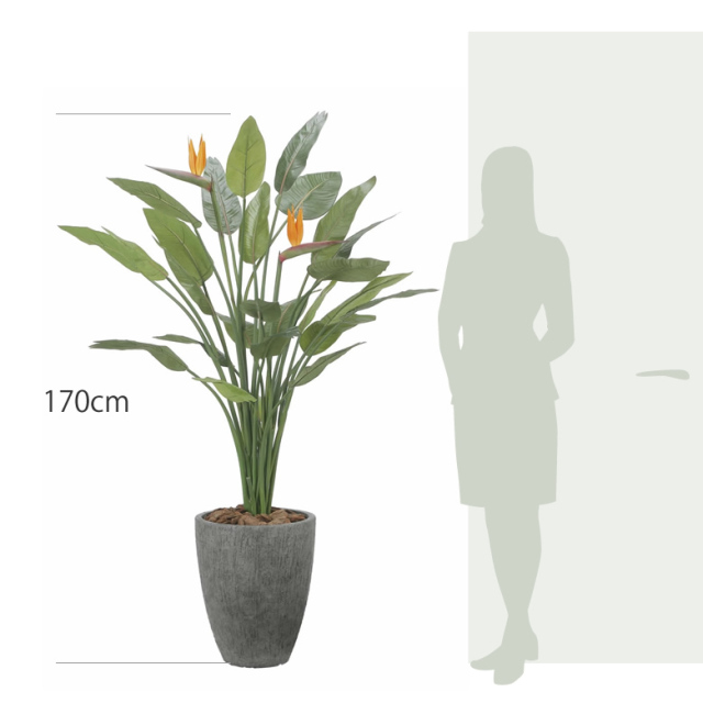 光触媒 光の楽園 ナチュラルストレチア花付き1.7m【インテリア