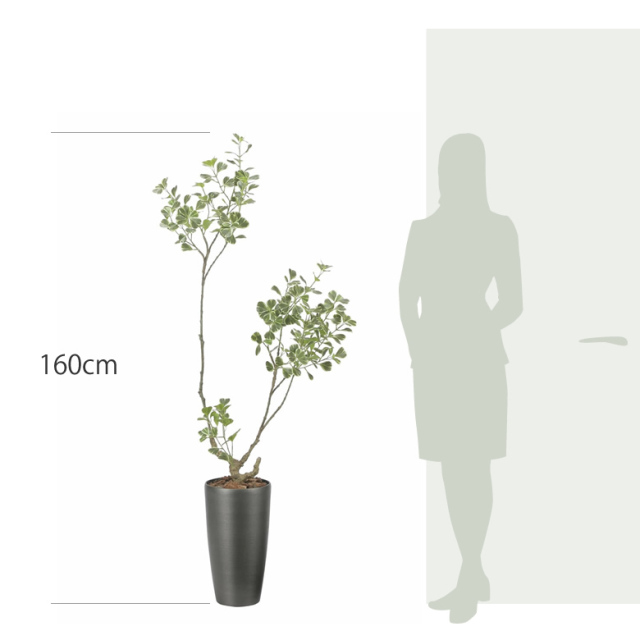 光触媒 光の楽園 スリムフィカストライアングル1.6m【インテリア