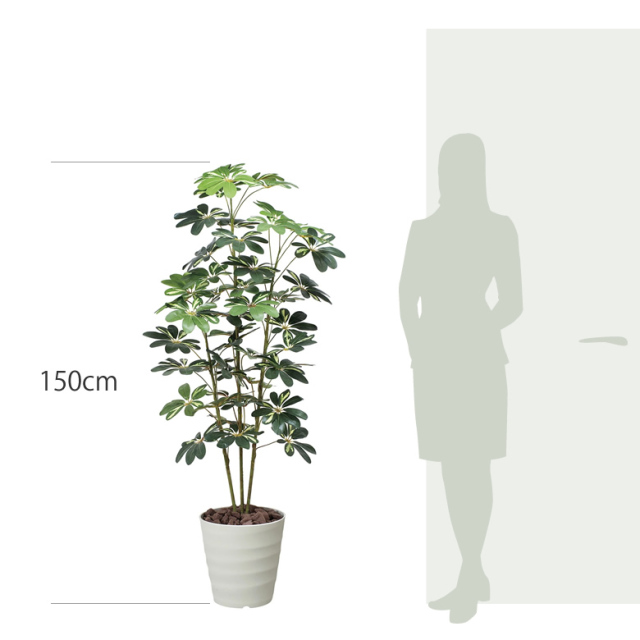 その他観葉植物 / 光触媒 光の楽園 カポック斑入リ1.5m【インテリア フェイクグリーン