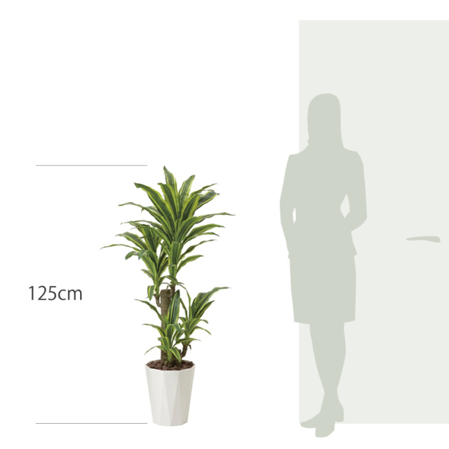 光触媒　人工観葉植物　フェイクグリーン　フレッシュドラセナ1.2m 光触媒 光の楽園 フレッシュドラセナ1.25m【インテリア フェイク