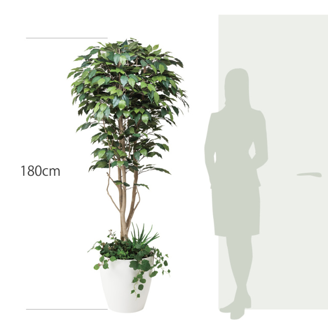 光触媒 光の楽園フィカスベンジャミン（植栽付） 高さ 1.8m