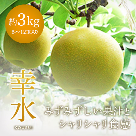 幸水3kg5-10玉