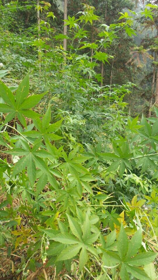 湖南野生甜茶(20杯分/20g)