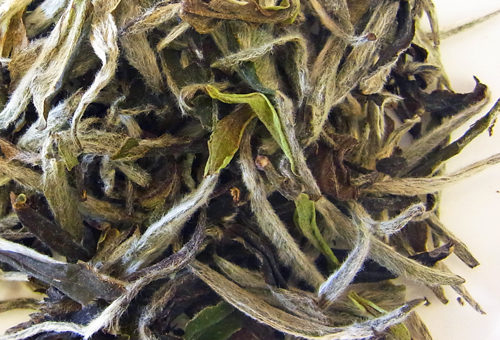 2024 白牡丹(15g)