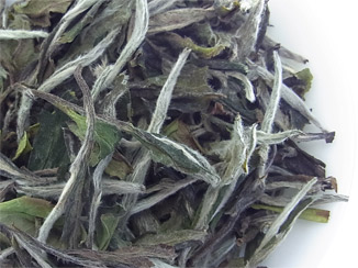 2025 高山白牡丹 (15g)