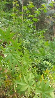 湖南野生甜茶(20杯分/20g)