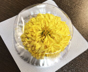 天然繍球黄菊　（1個）