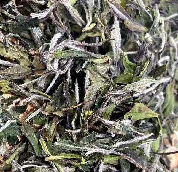 2024 高山 白牡丹(15g)