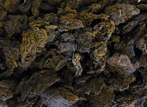 2012易武野生古樹茶頭 50g