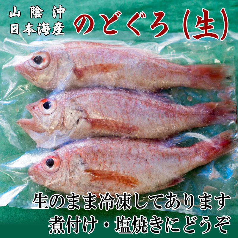 生のどぐろ約150ｘ3 産地直送 日本海 山陰 お取り寄せグルメ　冷凍便　送料無料　※北海道・沖縄は送料1000円をお願いします。