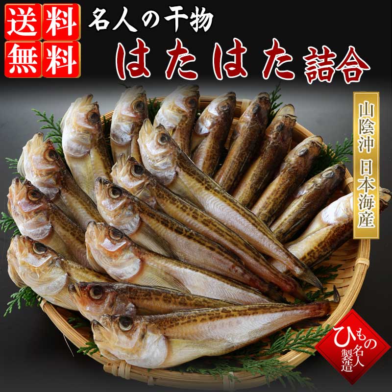 はたはただけ_001　ハタハタ