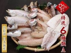 名人の干物6種-A