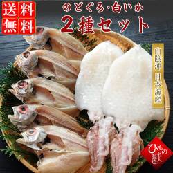 干物（ひもの）詰合　山陰名産　のどぐろ（あかむつ）・白いか（ケンサキイカ）詰合　【送料無料】