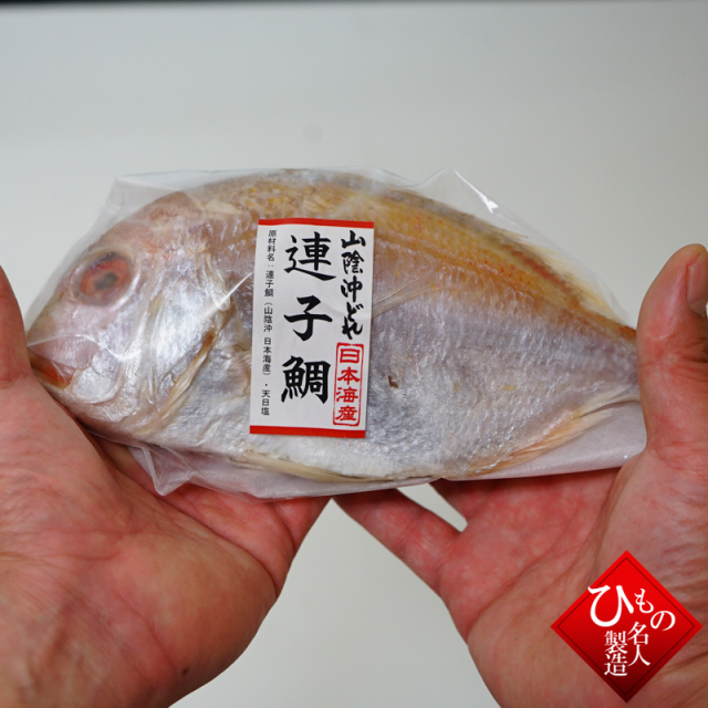 干物(単品) 1尾 連子鯛丸干し(れんこだい) 山陰沖日本海産 連子鯛