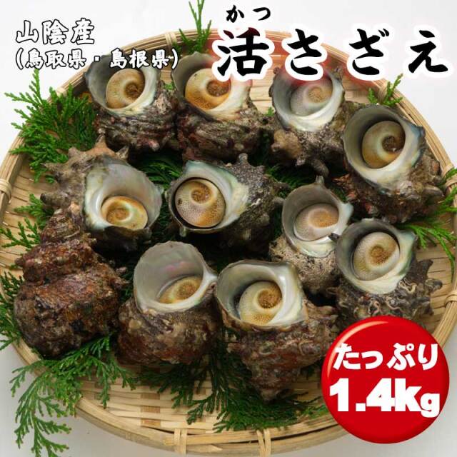 【8月15日～18日着はできません】 生 サザエ  天然 冷蔵  さざえ 栄螺 産地直送  日本海 山陰 お取り寄せグルメ　送料無料　※北海道・沖縄・離島には送れません。