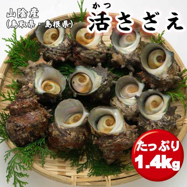 送料無料  生 サザエ 1.4Kg  天然 冷蔵  さざえ 栄螺 産地直送  日本海 山陰 お取り寄せグルメ　※北海道・沖縄・離島には送れません。