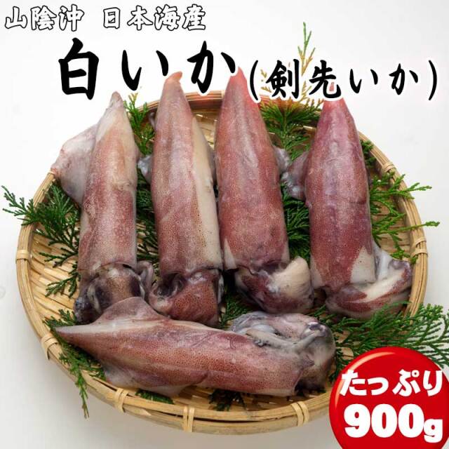 （生）白いか 900g 【4～5杯】 天然 冷凍 ケンサキイカ 産地直送 白イカ シロイカ 剣先イカ 日本海 山陰 お取り寄せグルメ　送料無料　※北海道・沖縄は送料1000円をお願いします。