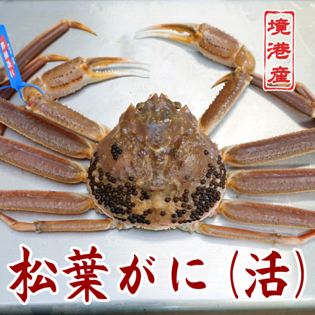 松葉ガニ