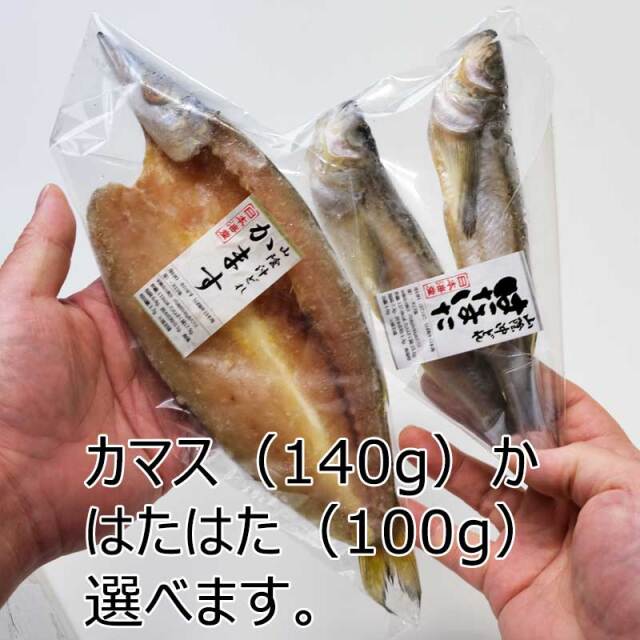 かますかハタハタか？