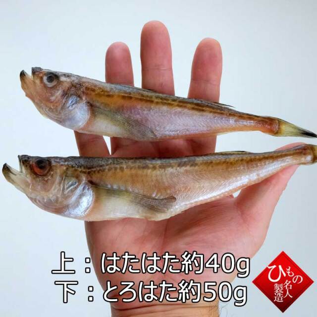 はたはた　と　とろはた